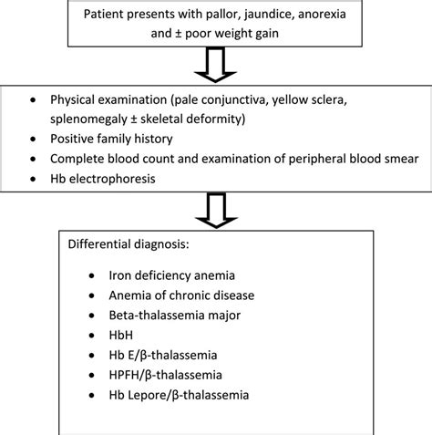 beta thalassemia intermedia|Beta.